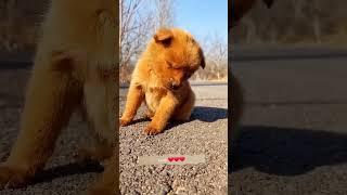 Friendship / puppy and chick . A beautiful moment #1097 - #shorts  - #chodat tv