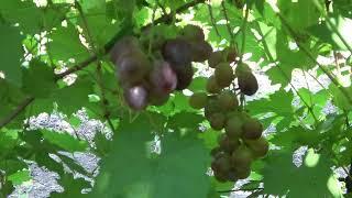 ГФ  винограда   Єльнара   Бурдак А В  2023