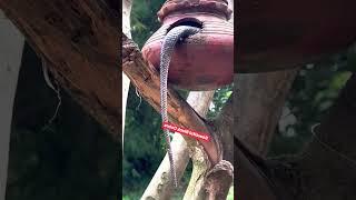 The Beauty and Danger of Snakes: A Fascinating Look  #shortvideo #snake #reels