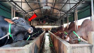 Biggest Cow Farm in Bangladesh । Amazing Bull 2021 । Mamun Agro LTD.