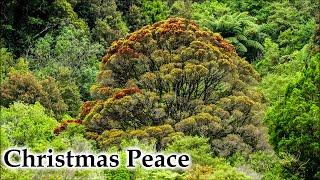 Peaceful Christmas in New Zealand Nature #4k #birds #birdsong #nature #newzealand