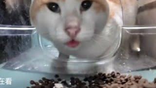cat eating then looking at camera