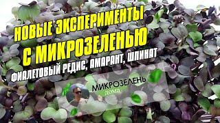 МИКРОЗЕЛЕНЬ ДОМА | МИКРОЗЕЛЕНЬ РЕДИС | МИКРОЗЕЛЕНЬ ШПИНАТ | АМАРАНТ | ГОРОХ | МАШ | ГОРЧИЦА