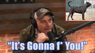 Joe Rogan Reacts to SoCalPresa Presa Canario - JRE Podcast - "Ultimate Guard Dog"