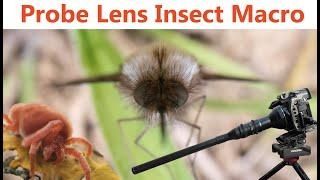 Macro insect footage with the Probe Lens