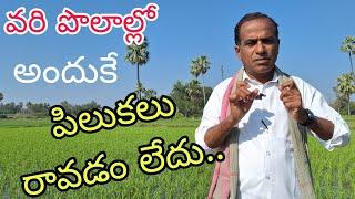 వరి పొలాల్లో అందుకే పిలుకలు రావడం లేదు|best groth nutrins in paddy|by karshaka nestham