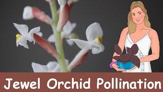 Jewel Orchid Pollination