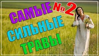 САМЫЕ СИЛЬНЫЕ ЛЕКАРСТВЕННЫЕ ТРАВЫ (2 часть) | ЛЕКАРСТВЕННЫЕ РАСТЕНИЯ, О КОТОРЫХ ДОЛЖЕН ЗНАТЬ КАЖДЫЙ