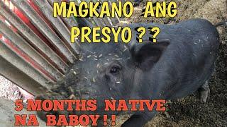 Magkano ang Presyo ng 5 Months na Native ? | Dumalaga na Gagawing Inahin Magkano ?!