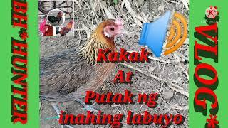 KAKAK AT PUTAK NG INAHING LABUYO|BH* HUNTERVLOG