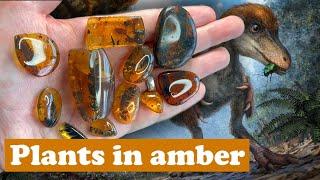 Ancient cretaceous forest remains in amber