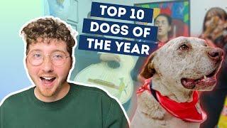 Top 10 Dogs of the YEAR!