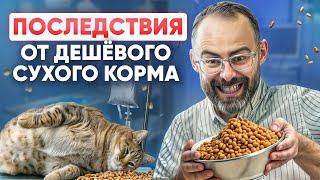 Если до сих пор кормите кошку ТОЛЬКО сухим кормом  - готовьтесь к последствиям