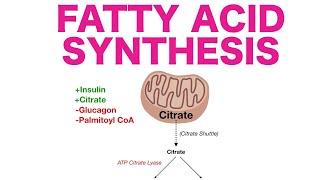 Fatty Acid Synthesis