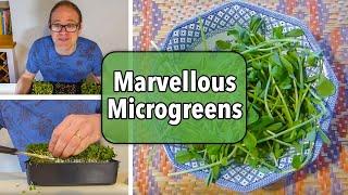 Growing Microgreens from Sowing to Harvest