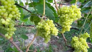 Grapes 2019. Grapes Super seedless. Grape review