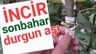 incir sonbahar durgun aşı nasıl yapılır? incir nasıl aşılanır? #tropikaltopraktv #inciraşısı #tarım