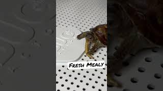 Fresh Mealworm from The Bug Factory Kit #easternboxturtle #reptile #insects #bugs