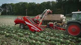 Cabbage harvesting with the TC-1010E