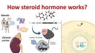 How steroid hormones work at the molecular level?