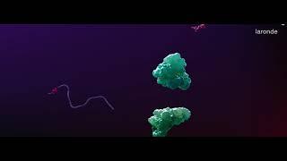 eRNA: Endless translatable circular RNA - LARONDE - Cortical Studios | MoA Animation