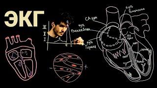 Основы ЭКГ►ЭКГ #1