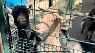 Visiting the Animals at Underwood Family Farms