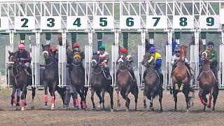 A Gate Practice - Lahore Race Club