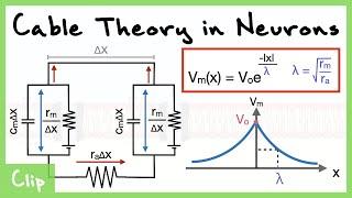 Cable Theory Model of the Neuron And Analysis Of The Space Constant Lambda (With Derivations) | Clip