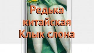 Редька китайская Клык слона (klyk slona)  Клык слона обзор: как сажать, семена редьки Клык слона