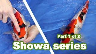 Showa Koi Fish [PART 1 of 2]