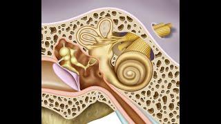 ANATOMÍA ES FÁCIL - OÍDO MEDIO