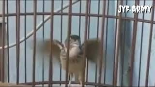 Kicau burung branjangan lokal menari. isian sekebon!!