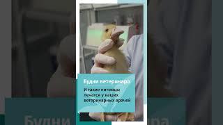 Маленьгий утёнок на приёме у ветеринарных врачей