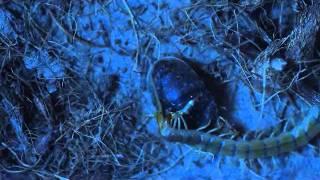 centipede eating a roach to unfitting music.wmv