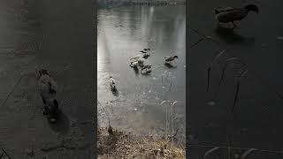 Ducks on the ice