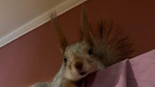 Как появился Чип в моей Жизни#funny #youtubeshorts #squirrel #youtube #shortvideo