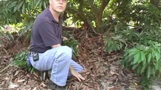 A10 Benefits of mulching lychee trees