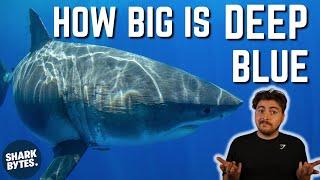 Is Deep Blue Really The BIGGEST Great White Shark?