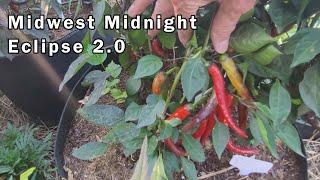 The Midwest Midnight Eclipse 2.0 Pepper Through The Summer and a Taste Test