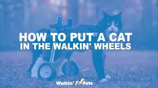 How to Put Your Cat in the Walkin' Wheels Wheelchair