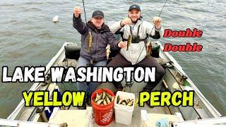 Yellow Perch Fishing at Lake Washington (Non Stop Action) Рибалка на Окуня, (Осінній Окунь)