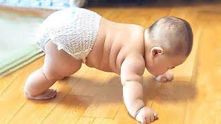 Funniest and Cutest Chubby Babies ever! - Chubby Baby Videos