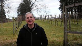 Grape Growing: Vineyard Problems - Possible Solutions for this Season