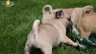 Adorable Frug Puppies