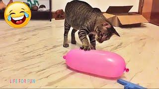 Смешные видео - КОШКИ  Смешные коты приколы с котами до слез – Смешные кошки – Funny Cats