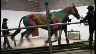 Hartpury College 2009 - ESMA - Treadmill Gallop