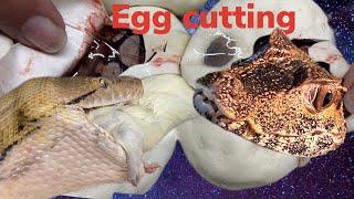 EGG CUTTING Part 2!!  FEEDING OUR CAIMAN & SOME SNAKES!!