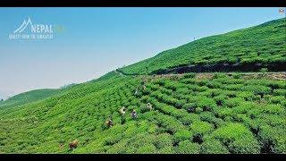 Nepal Tea Official Documentary (Nepali)