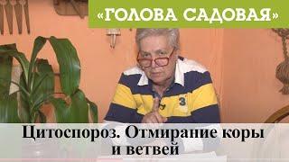 Голова садовая - Цитоспороз. Отмирание коры и ветвей